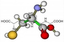 Riboceine